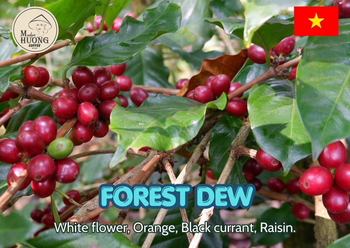 “Forest Dew” — 1/3