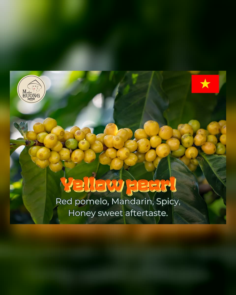 “Yellow Pearl”