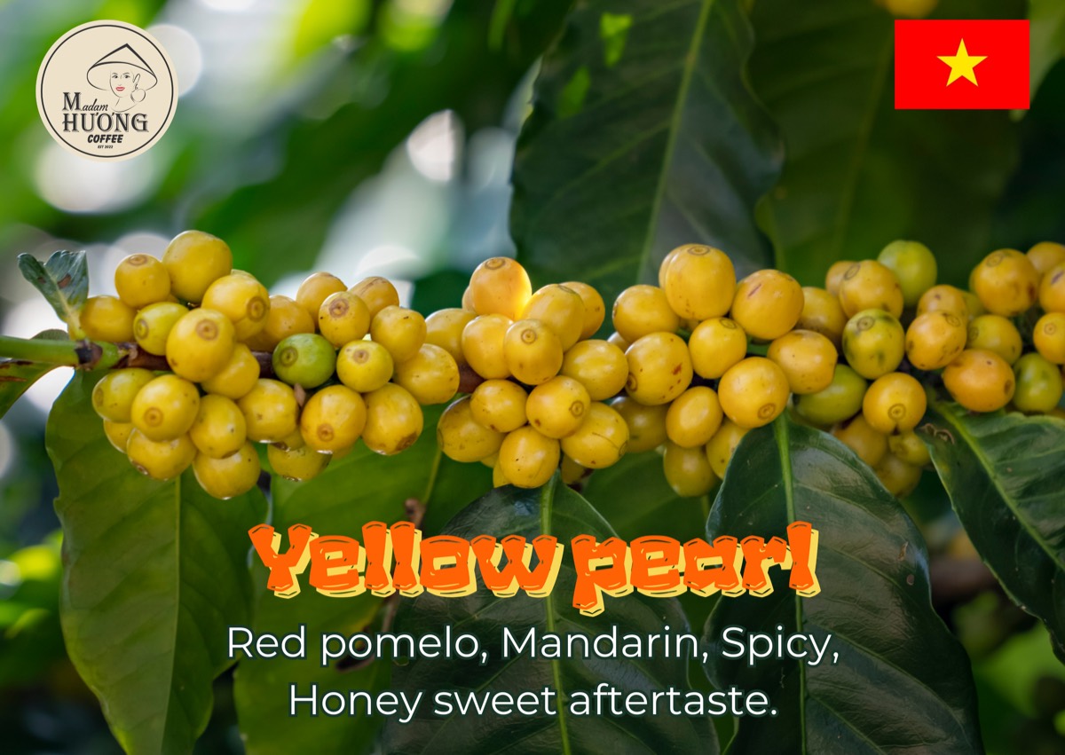 “Yellow Pearl” — 1/3
